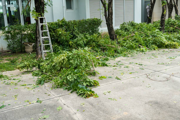 Professional Tree Service in Tano Road, NM